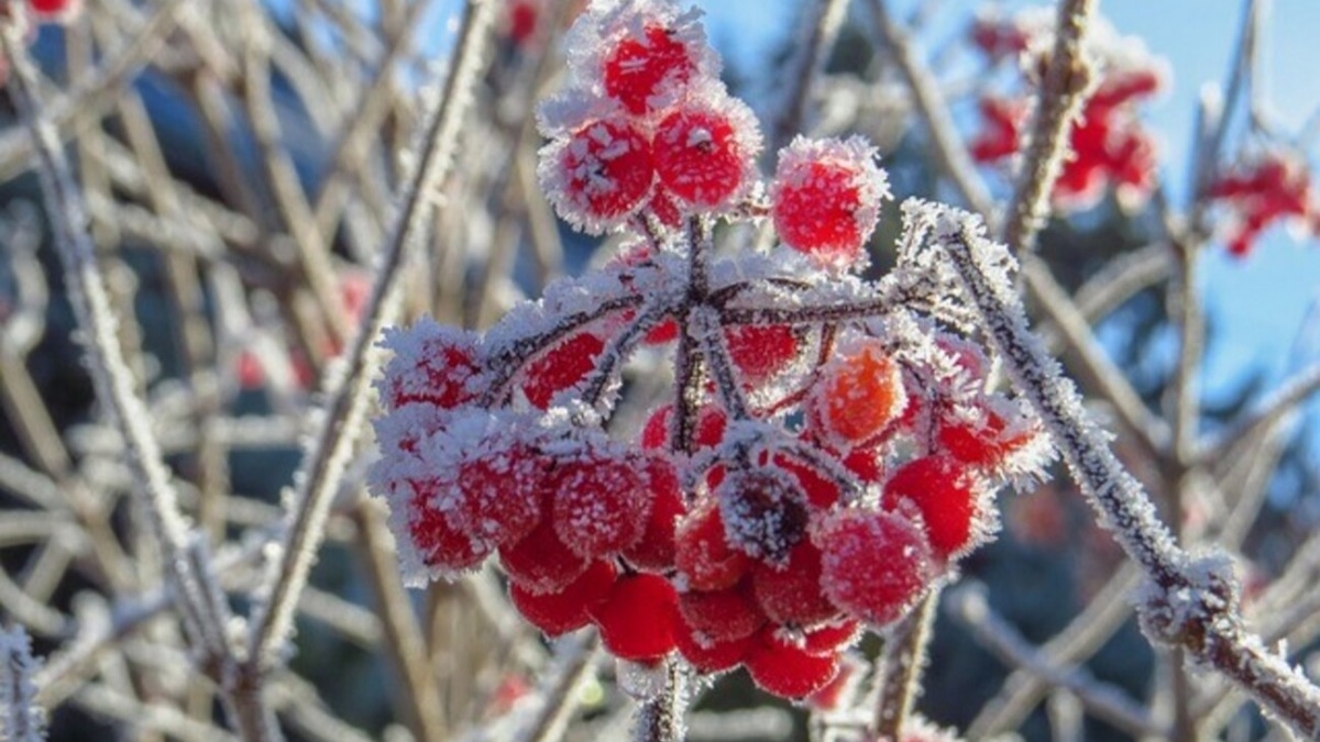 Завтра в Украине ожидают первые заморозки