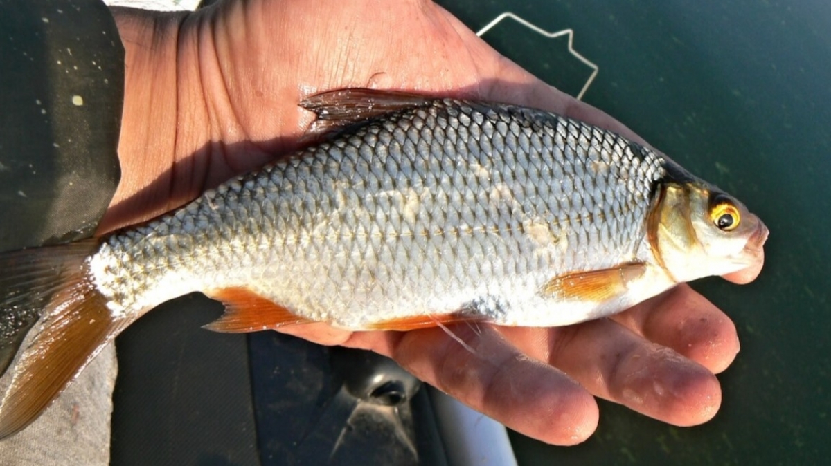 На Днепропетровщине с 1 ноября запретят вылов рыбы в зимовальных ямах