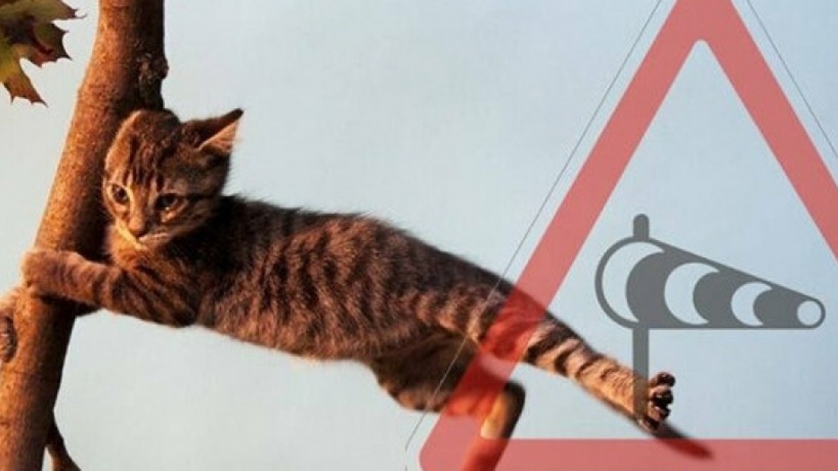 Внимание! Предупреждение о порывах ветра на Днепропетровщине