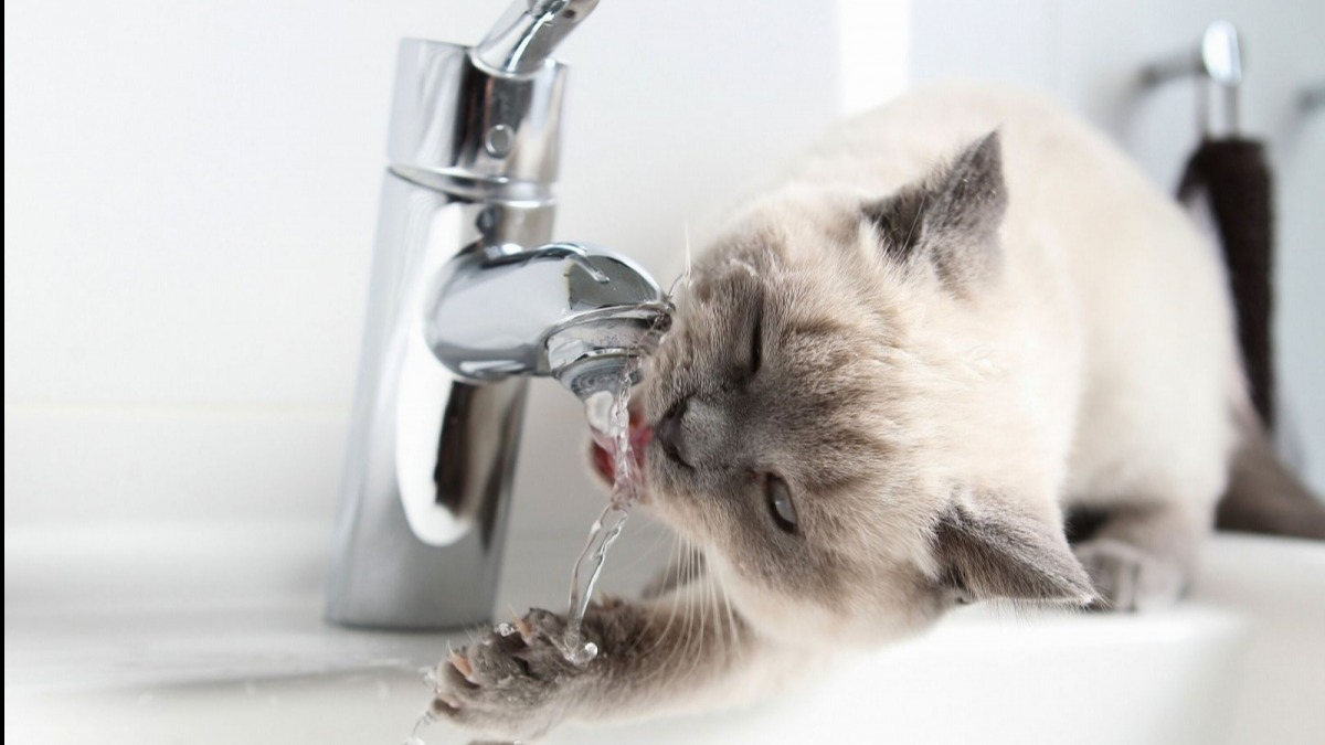 Першотравенск до конца недели остался без воды