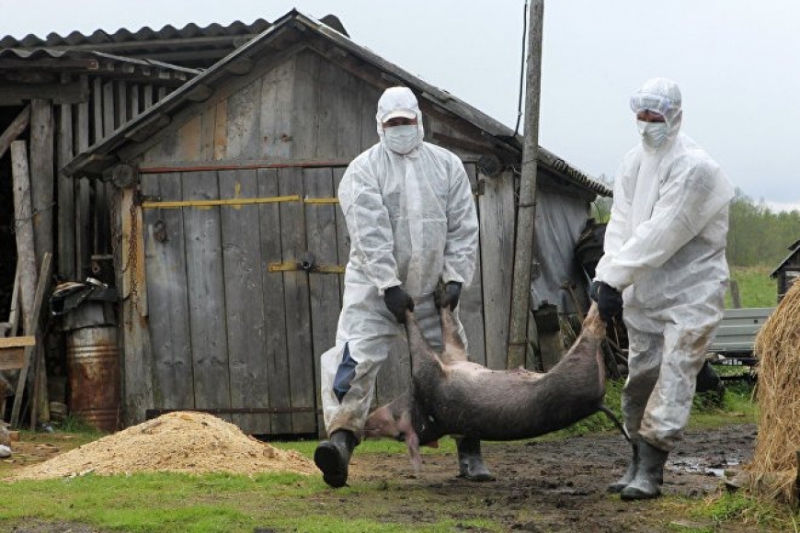 На Днепропетровщине зафиксировали африканскую чуму