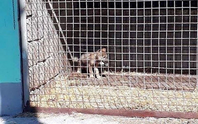  На Павлоградщине волонтеры нашли больного волчонка:  хищник будет жить в Черкасском зоопарке
