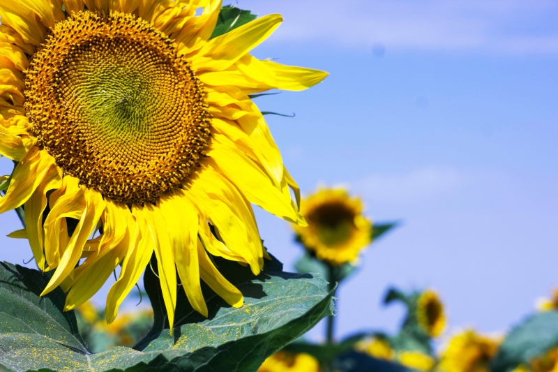 Павлоградская прокуратура пополнила государственную казну на 50 000 грн 