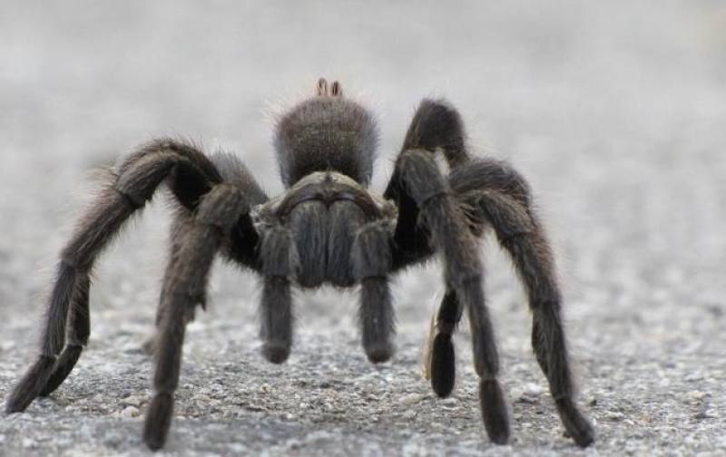 На Днепропетровщине людей кусают ядовитые тарантулы 