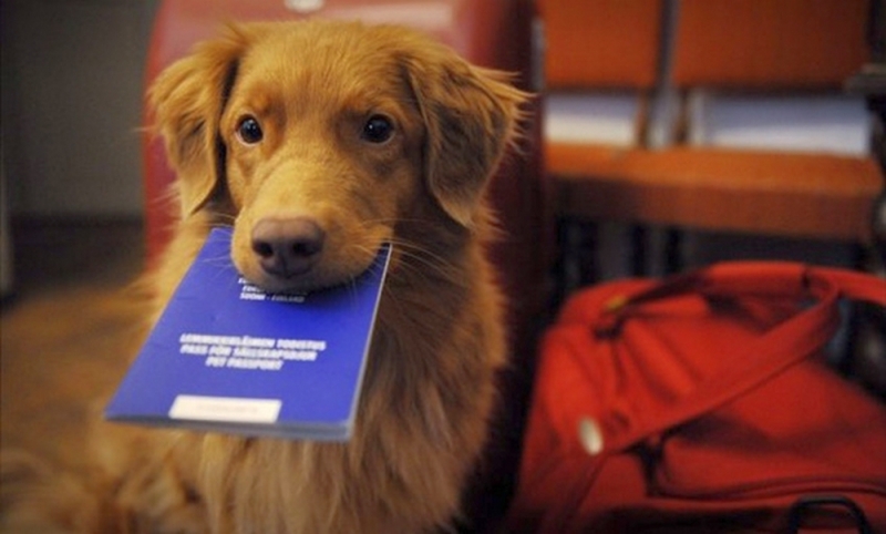 Украинцев планируют обязать регистрировать домашних животных и платить за это 