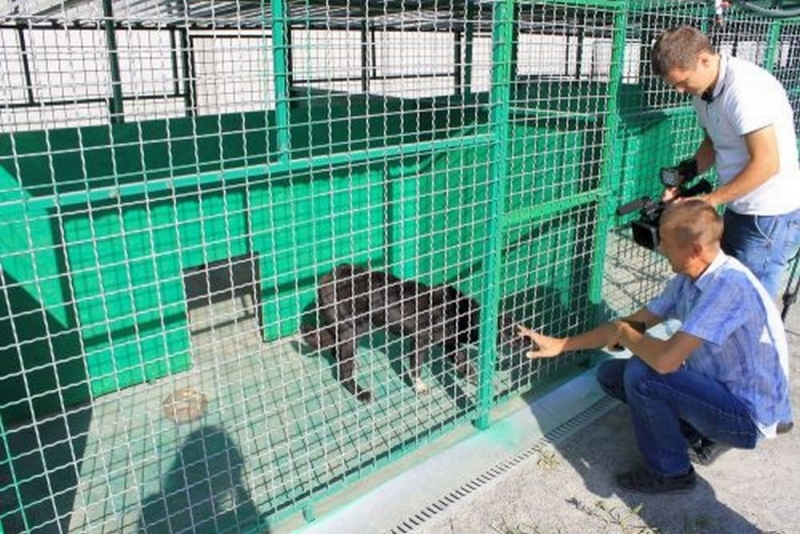 В Павлоградском приюте для животных будет выставочная зона 