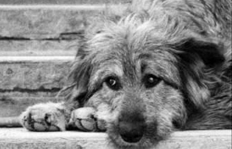 В Павлограде готовят к запуску сайт, где животные ищут хозяев 