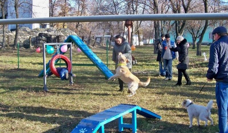 В Першотравенске построили площадку для выгула собак с тренажерами