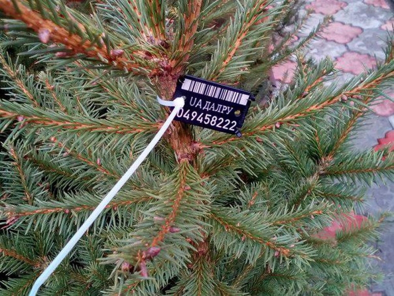 Старт елочной кампании: легальность елки можно проверить онлайн