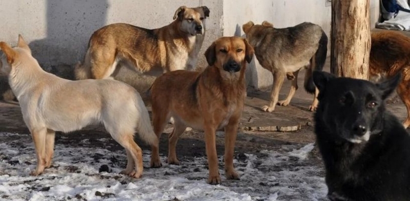 Мнение народа. Как павлоградцы относятся к проблеме бездомных собак