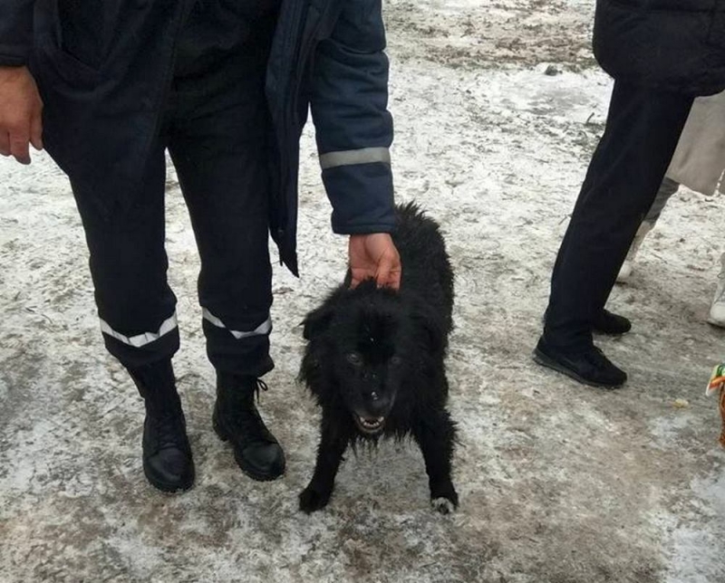 В Павлограде на Крещение из ледяной воды спасали собаку и человека