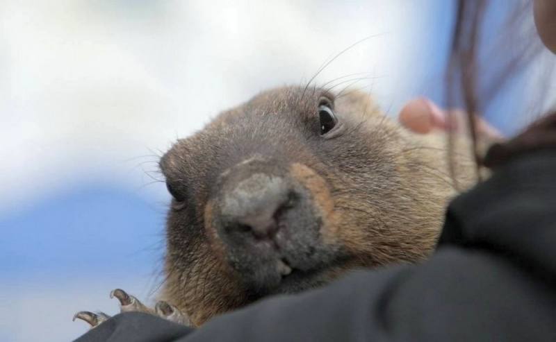 Тимка III предсказал раннюю весну: в Харькове разбудили сурка (ФОТО)