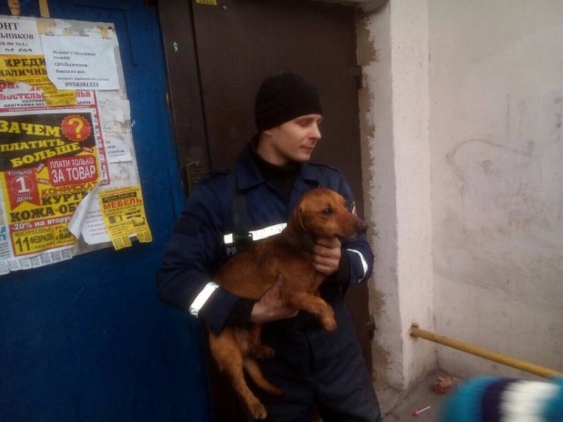 В Терновке спасали таксу, которая застряла в шве между домами (ФОТО)