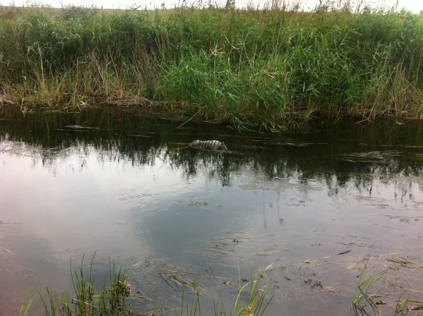 В реке Самара всплыл труп 