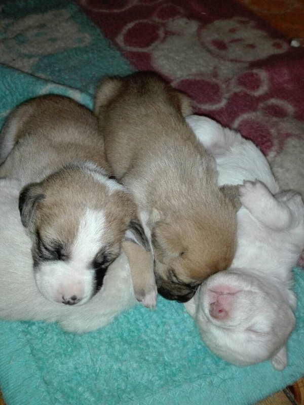 В Днепре выкинули щенков в мусорный бак