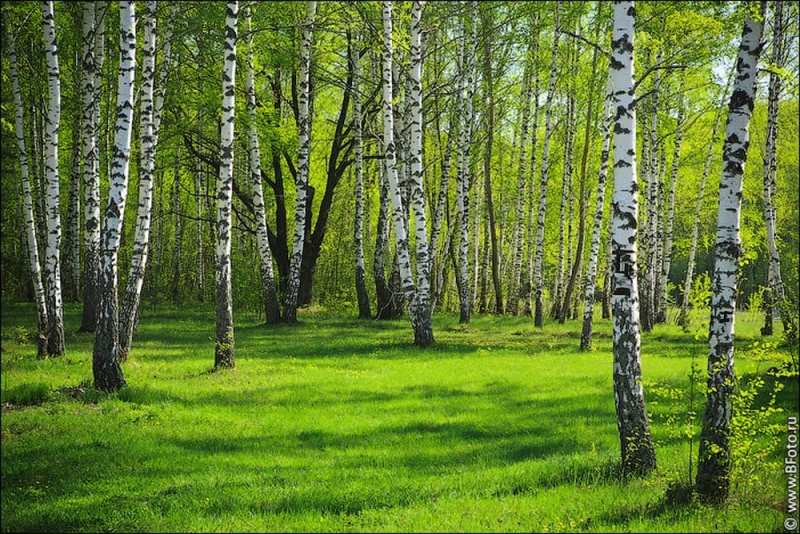 Народный прогноз: 24 марта начинается сокодвижение в березах