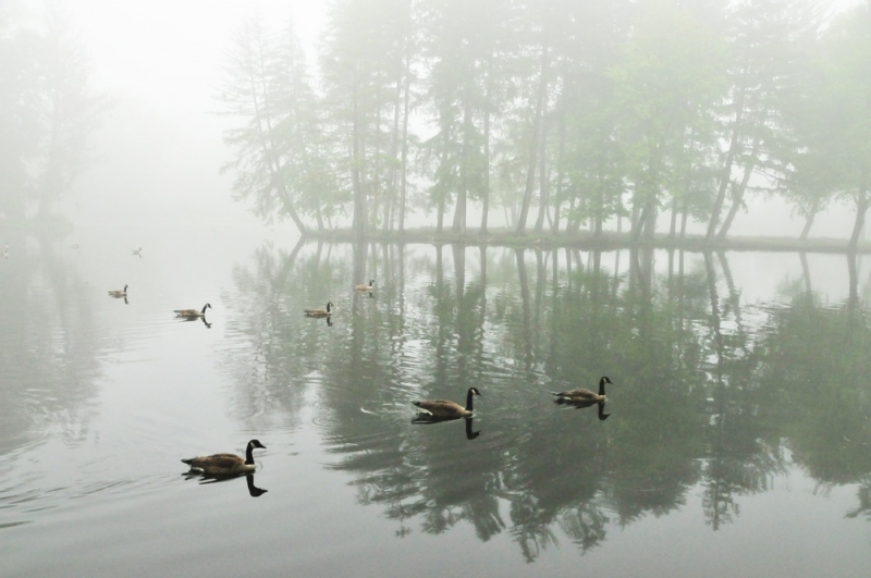 Народный прогноз: 26 марта погоду предсказывают туман и птицы