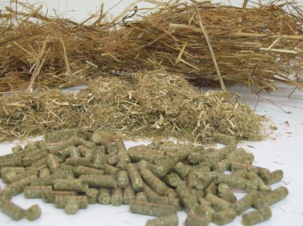 В Павлограде камыш перерабатывают в топливо