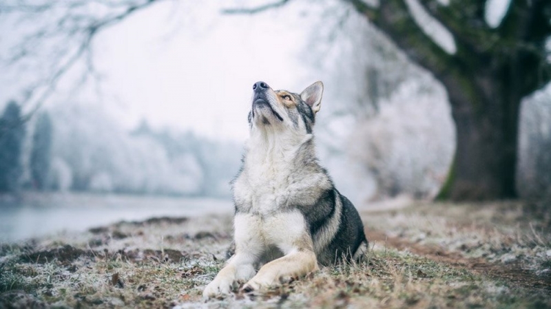 Народный прогноз погоды: для чего нужно слышать собачий вой 28 марта