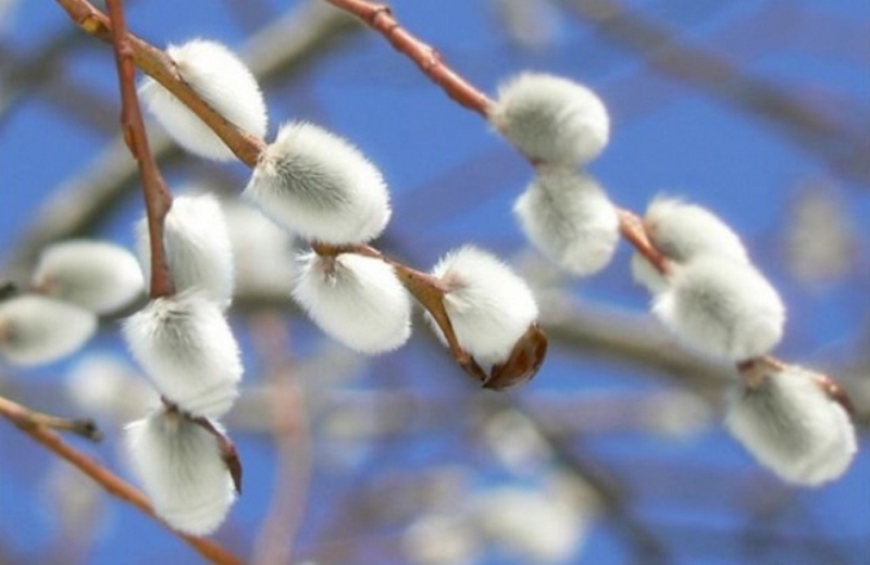 Народные приметы: 8 апреля отмечается Собор Архангела Гавриила