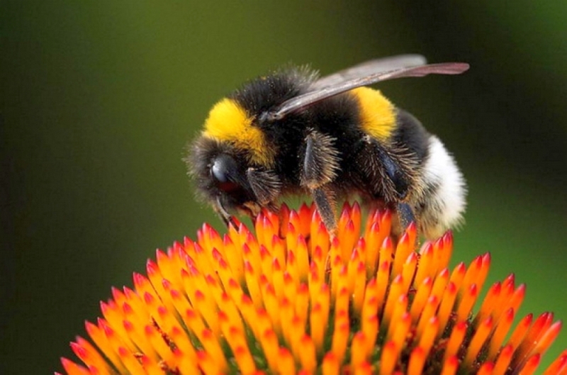 Народные приметы: 10 апреля появляются первые комары и шмели