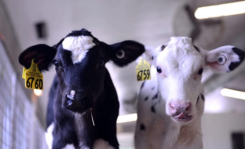 Семьям Павлоградщины дадут деньги на содержание телят и развитие животноводства