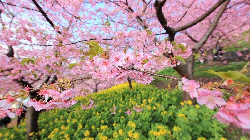 Народные приметы: 23 апреля почитается память святых Терентия, Помпия и других