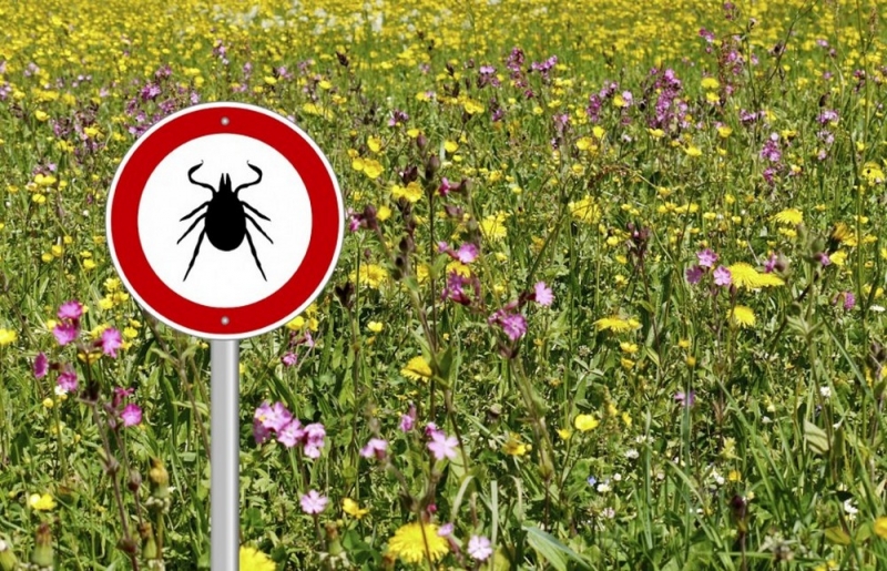 В этом году 80 жителей Днепропетровщины пострадали от укусов клещей