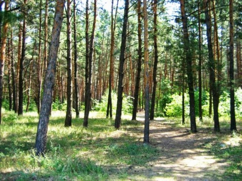 На Днепропетровщине максимальный уровень пожарной опасности: что запрещено и какой штраф