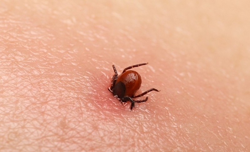 Едете на прогулку в лес – наденьте закрытые вещи и кепку: как уберечься от клеща