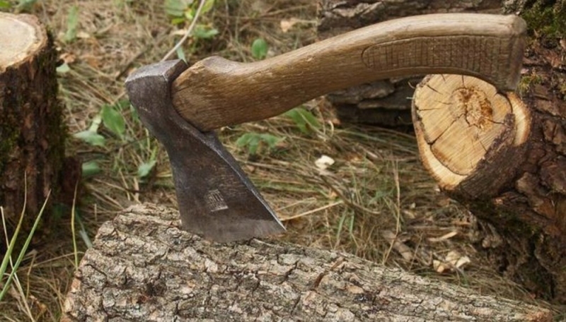 За незаконную порубку дубов на Павлоградщине молодчикам «светит» до 5 лет тюрьмы