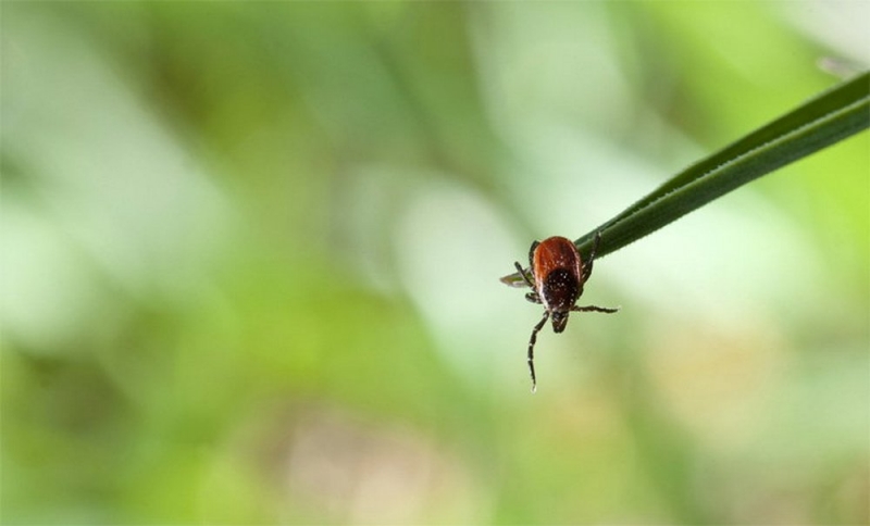 За неделю более 100 жителей области пострадали от укусов клещей
