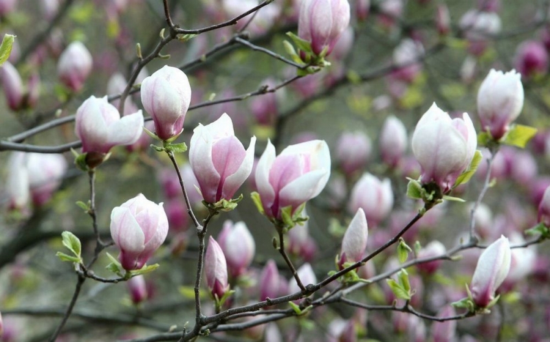 Народны приметы: 9 мая день Глафиры Горошницы