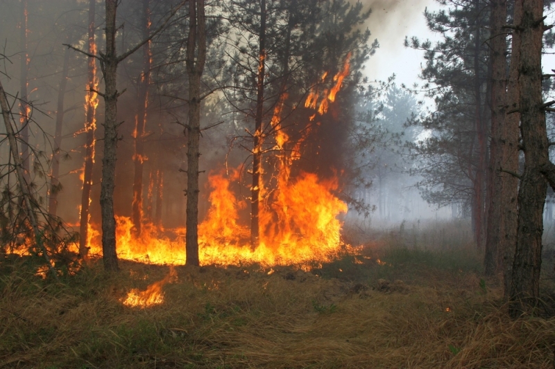 Ближайшие несколько дней на Днепропетровщине будет царить «огненная опасность»