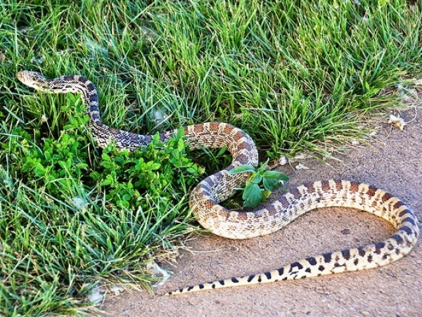 Павлоградцы начали жаловаться на змей возле жилых домов