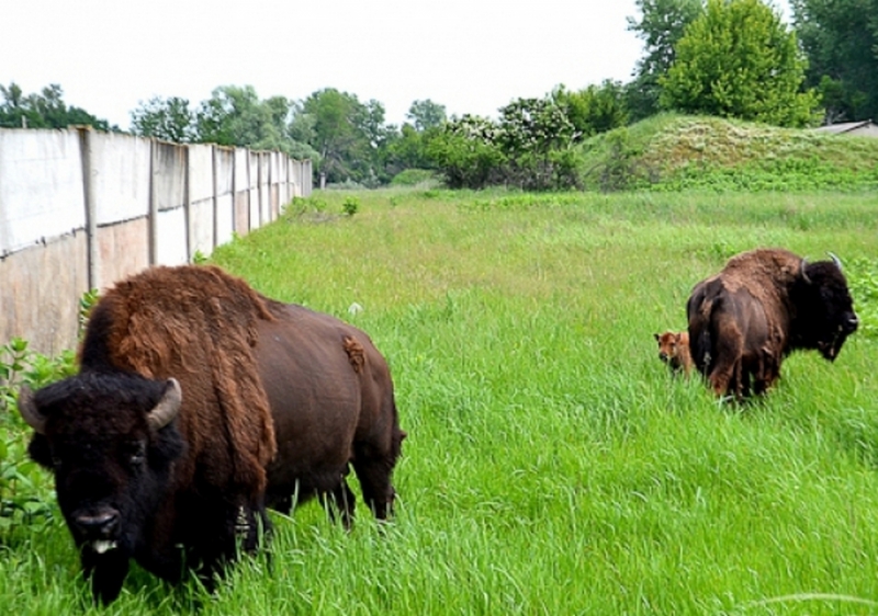В заповеднике Павлоградского химзавода ждут пополнение: оленей, диких свиней и бизона