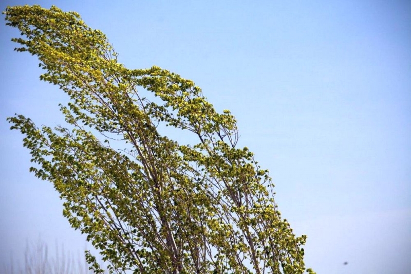 Из-за порывистого ветра на Днепропетровщине объявили штормовую погоду