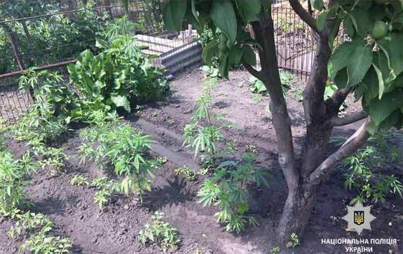 В Павлограде мужчине «светит» тюрьма за выращивание на огороде отчима 45 кустов конопли