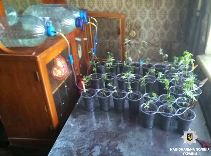 В Терновке мужчина в собственной квартире создал «конопляный сад» с поливом
