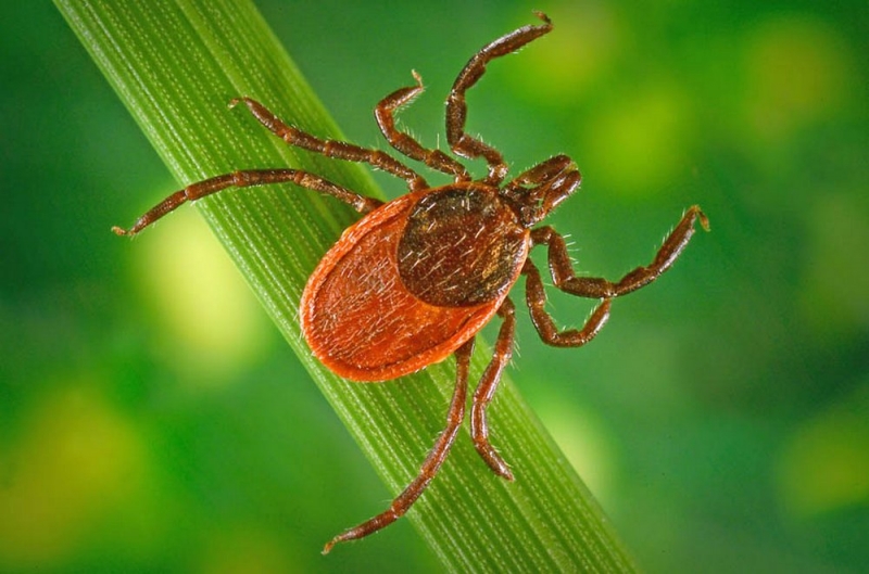 Более тысячи жителей Днепропетровщины пострадали от укусов клещей в 2018 году