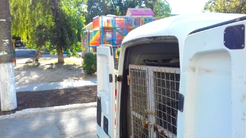 Безопасность отдыхающих: в Детском парке Павлограда начали отлов бродячих собак