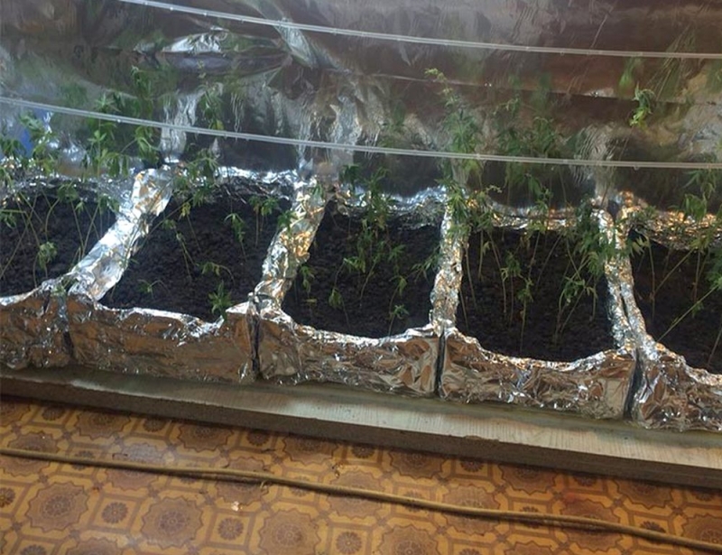 Криминальное садоводство: в Терновке мужчина в квартире вырастил 108 саженцев конопли