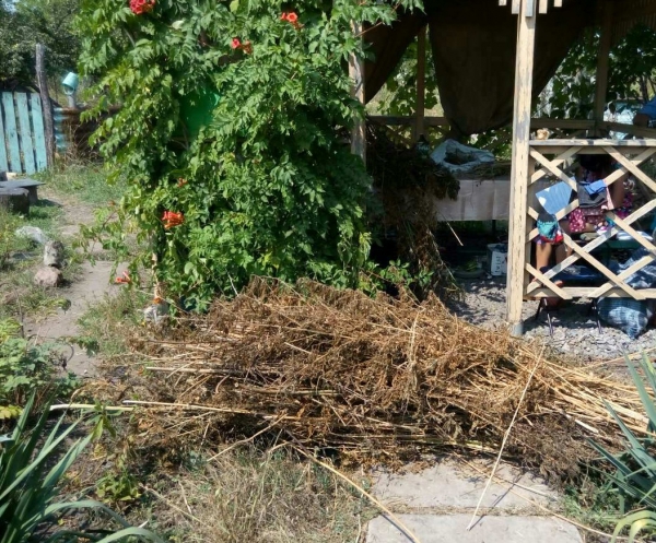  3 мешка конопли и приспособление для курения изъяли у павлоградца