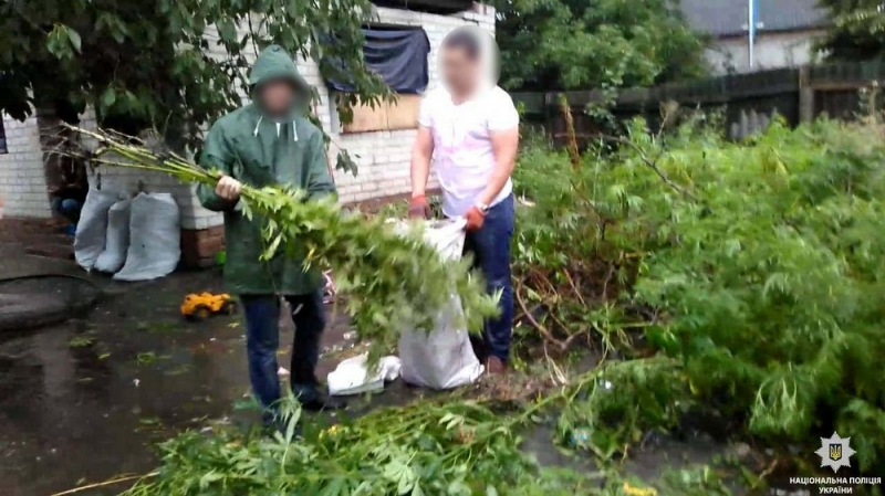 У павлоградца полицейские нашли на огороде 170 кустов конопли