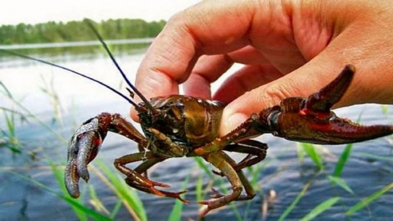 На Днепропетровщине подписали приказ о запрете вылова раков