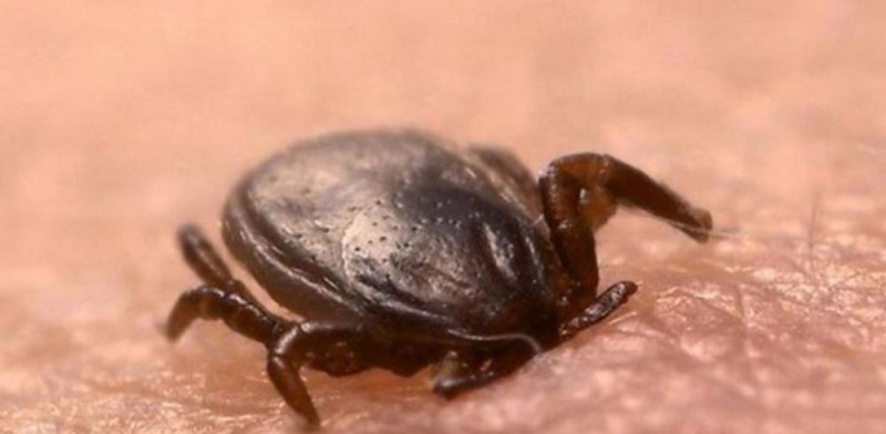 В этом году на Днепропетровщине, из-за клещей, 140 жителей подхватили болезнь Лайма