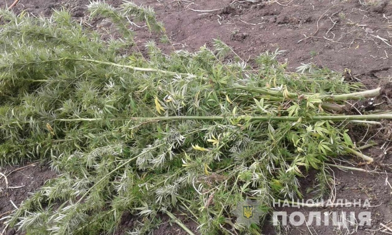 Полицейские Павлограда у двух горожан изъяли 95 кустов конопли (ВИДЕО)