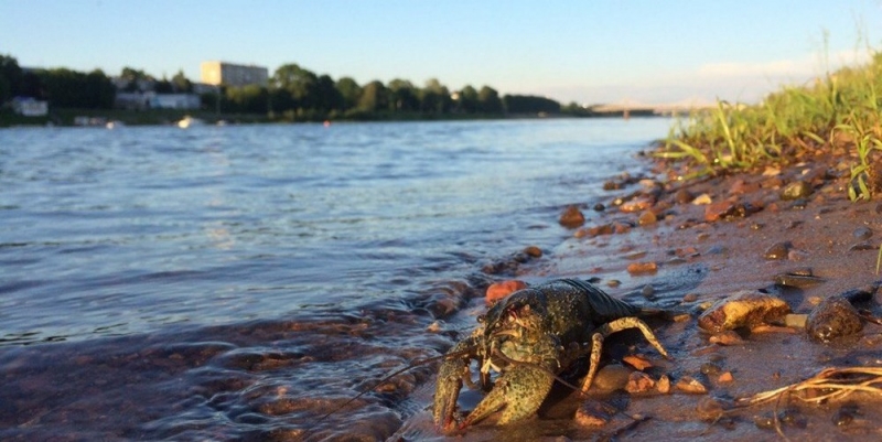 Рыбакам области напомнили о запрете на вылов раков