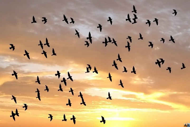 Народный прогноз: 17 сентября наши предки слушали последние голоса птиц