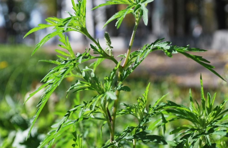 В Павлограде комплексным методом борются с амброзией